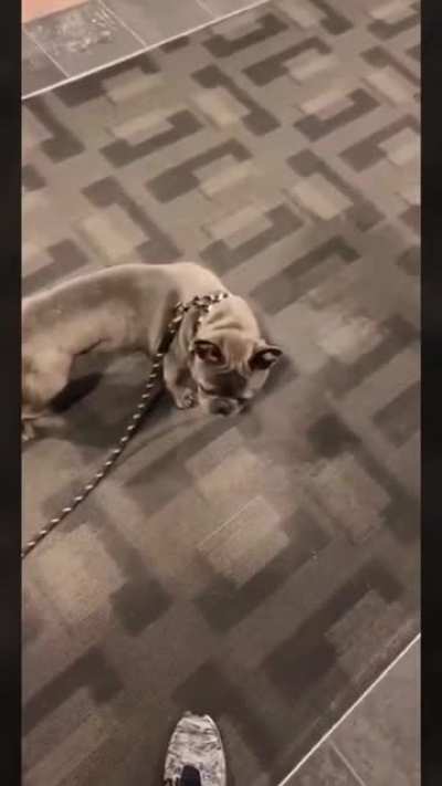 Abrupt dog