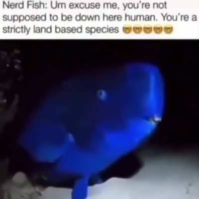 Nerd wunk
