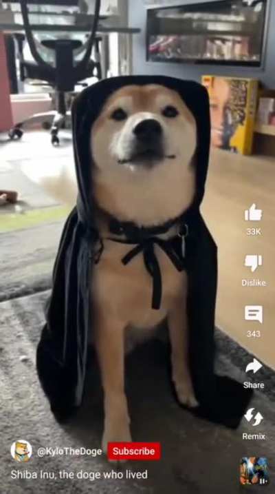The doge who lived...