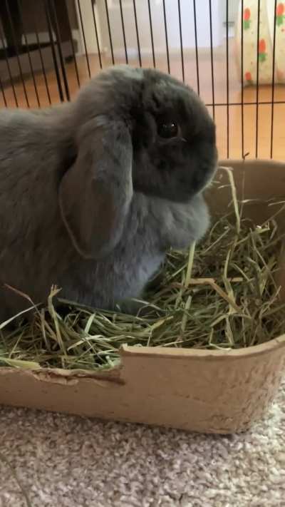 Munching mouf