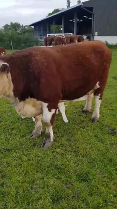 Beautiful Cow Family