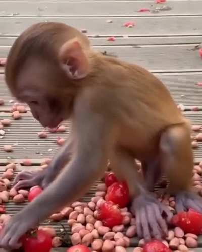 Cute monke eating tomatoes &amp;lt;3