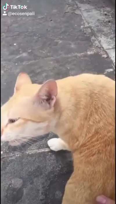 Что-то на кошачьем