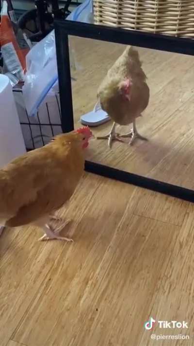 Chicken scream