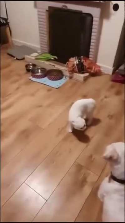 Tango Queen