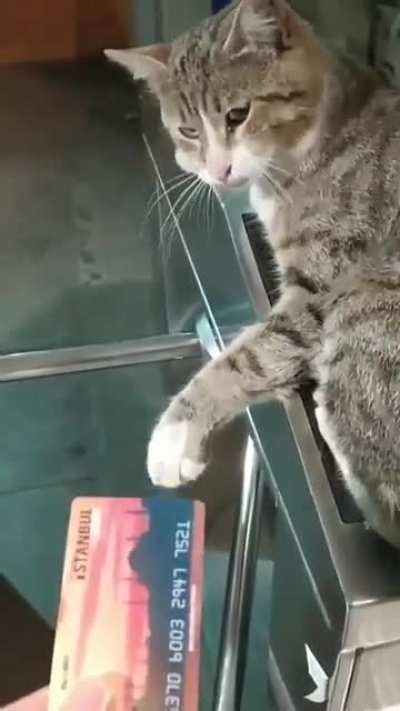 Hara&ccedil; vermeyince ge&ccedil;it vermeyen İBB &ccedil;alışanı zorluk &ccedil;ıkartıyor. 🐱