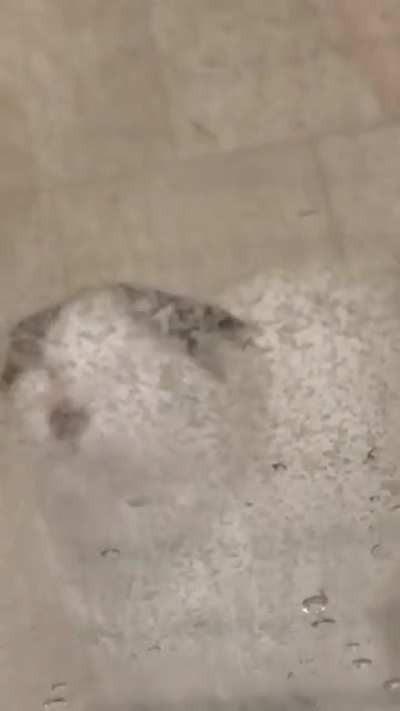 I hope this is ok- the video was cut off naturally. My cat doesn't like bath time.
