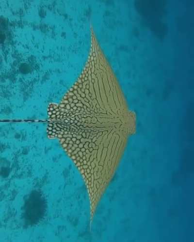 🔥 A rare and endangered Ornate eagle ray by Jacinta Shackleton.