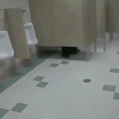 Toilet scream