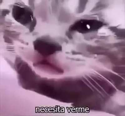 😿