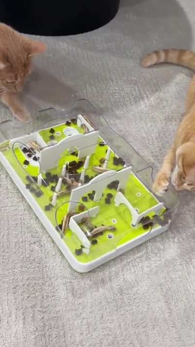 Smart toy for bored cats