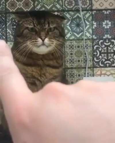 Not today hooman!