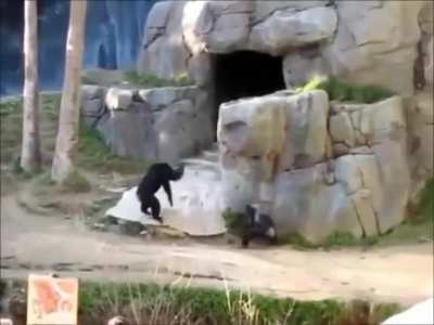 Monky slayer
