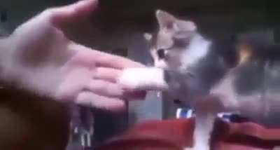 Kitty cat