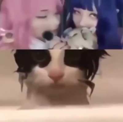 Cat is like us
