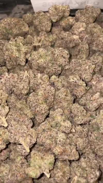 Pink Starb<wbr>urst🍬<wbr>🔥