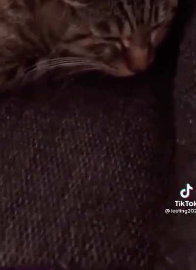🎶do ra me fa so la🎶&hellip;..meow