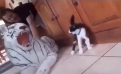 Беги