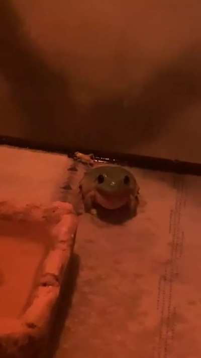 Chonky boy calling