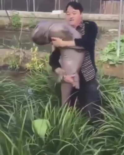 Rice Farmer captured a Japanese Giant Salamander.