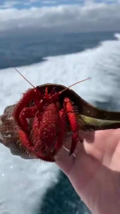 Hermit crabs have been misnamed as they&rsquo;re not true crabs - they don&rsquo;t have a uniformly hard exoskeleton and can&rsquo;t grow their own shells.