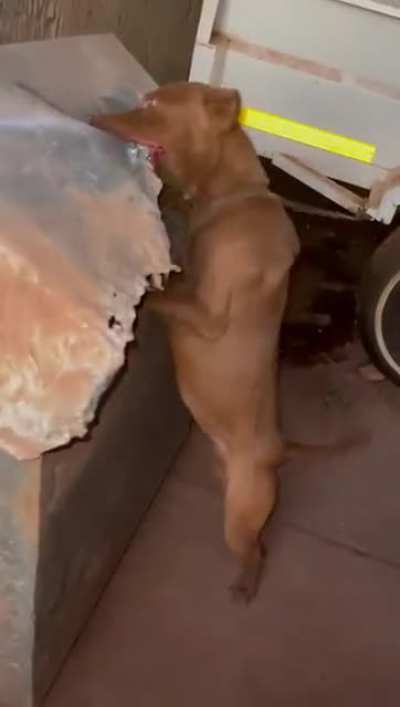 This pit bull eating a metal roof