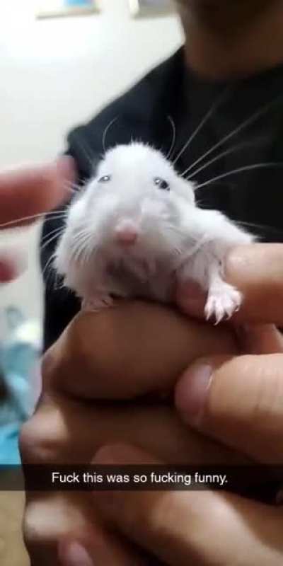 Hamster viscously attacks woman.