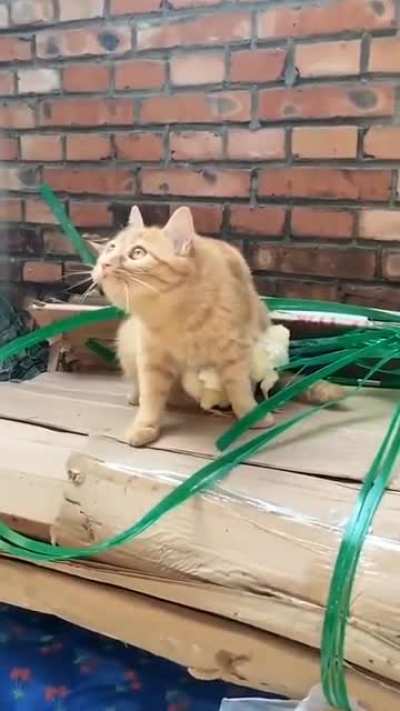 Cat protecting chicks from potential threat