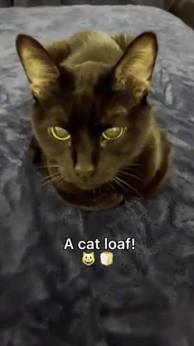 Burnt Cat Loaf