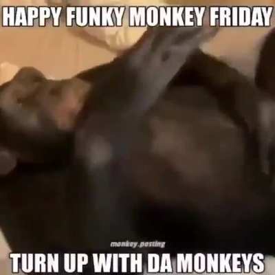 Monkey Friday Rule