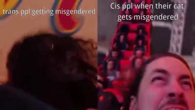 their cat has balls and you best not forget