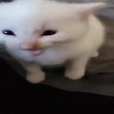 herbert