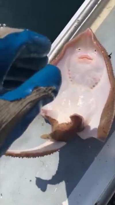 Fish.. pls no