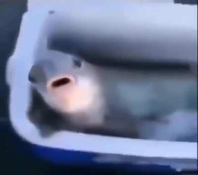 fishy
