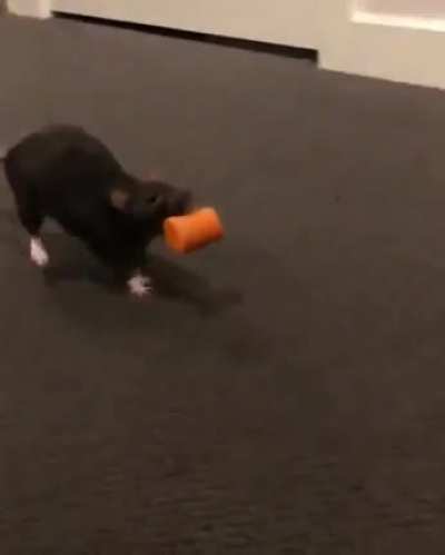 little hops