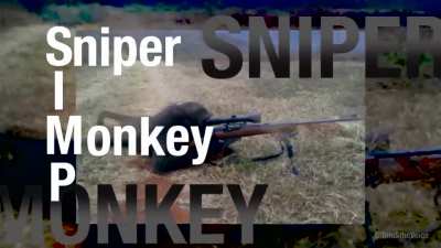 Simp