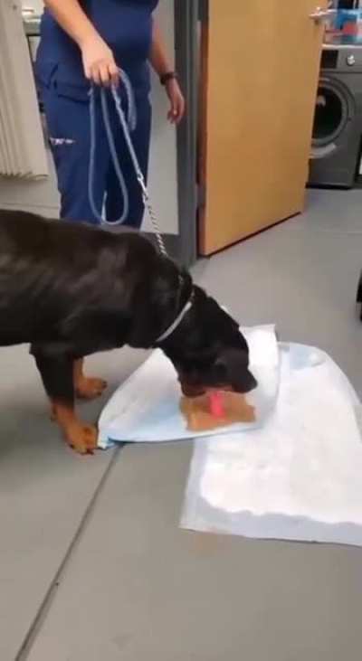 Dog toy