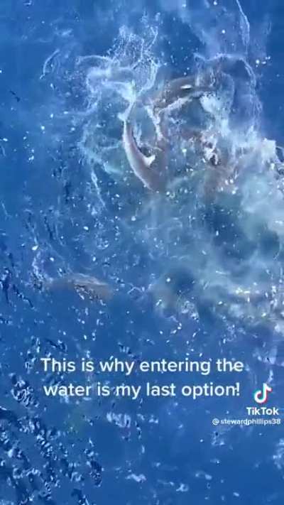 Shark feeding