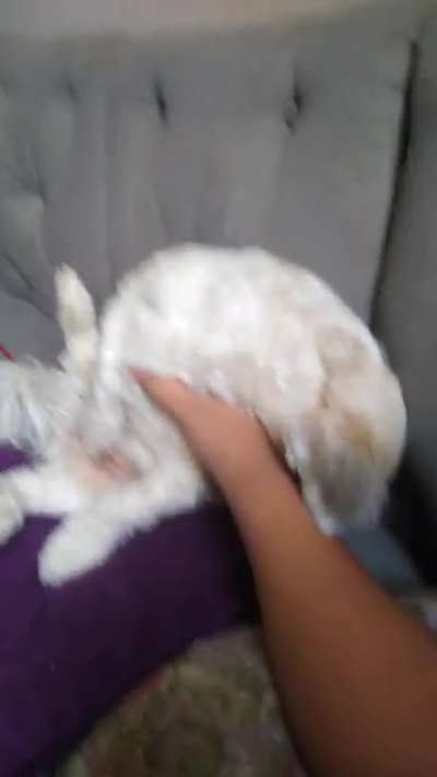 Cachorro Bahiano
