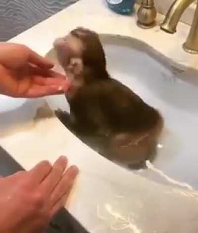 toca baño peruano