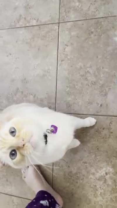 &ldquo;Talk to them when they&rsquo;re kittens,&rdquo; they said. NO ONE WARNED ME OF CATS WHO YELL!
