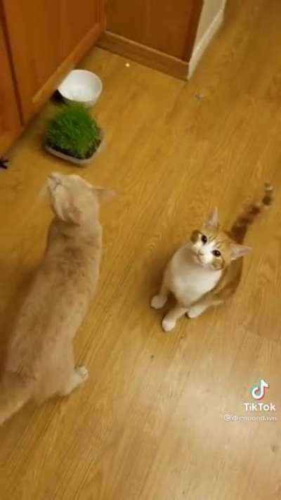 Kitties&rsquo; letter to Santa