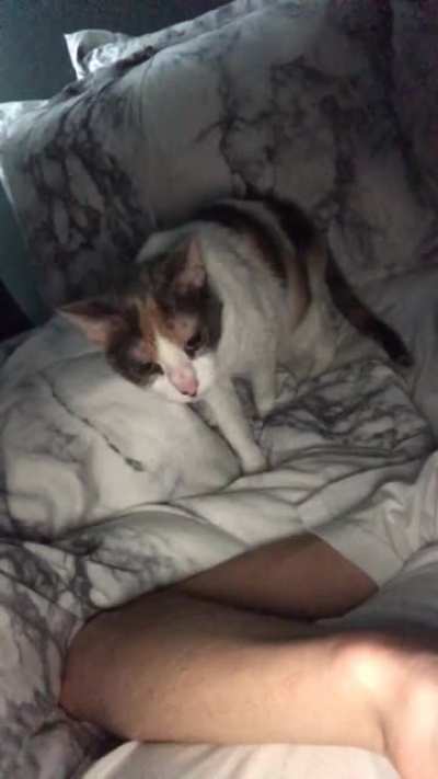 My cat loves me