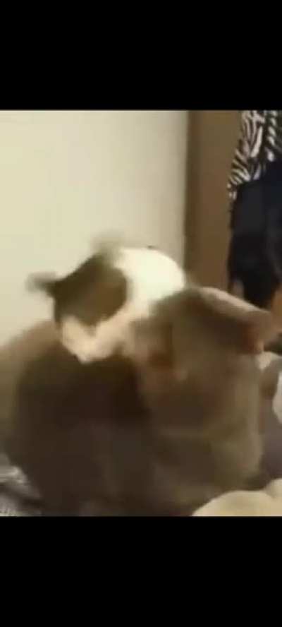 Half-life cat
