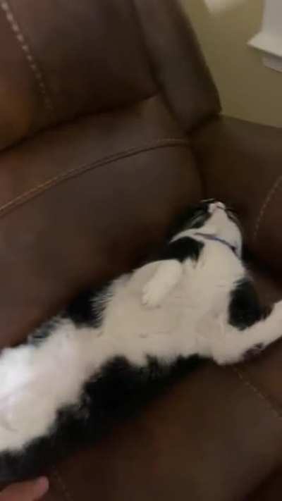 My cat sleeps like she&rsquo;s dead and it scares me every time