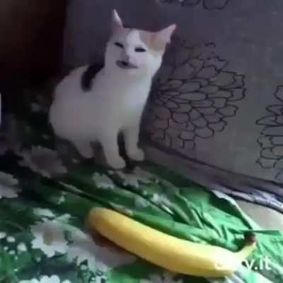No bANaNa