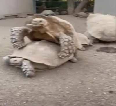 Для чувака, который не видел, как размножаются черепахи