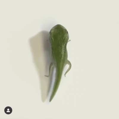 metamorphosis