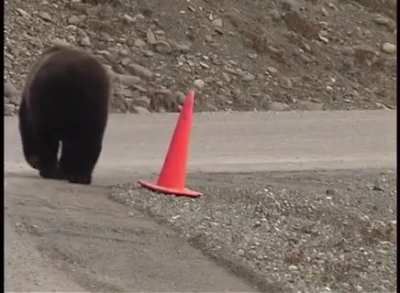 Bear with OCD