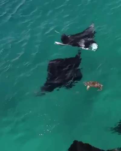 🔥 Dude Crush rolling with the Sting Rays